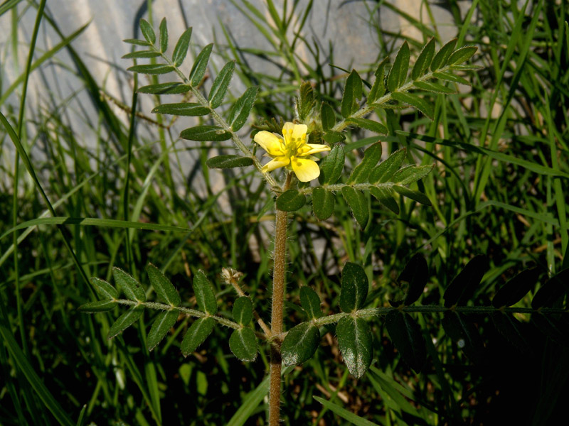 Tribulus terrestris